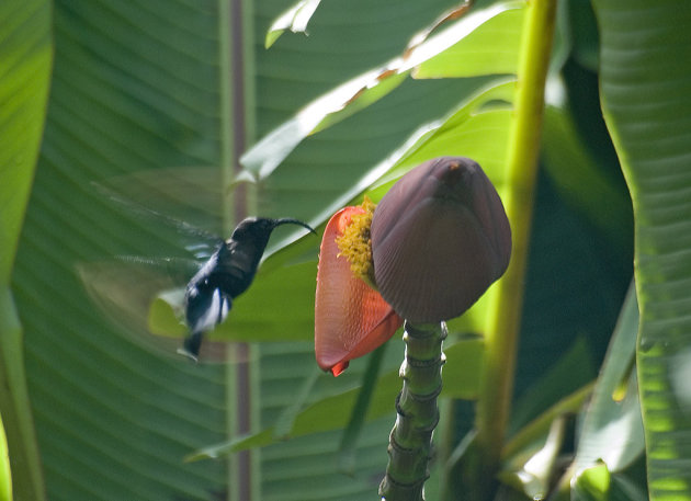 Kolibri 'in action'