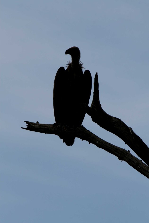 vulture-silhouet