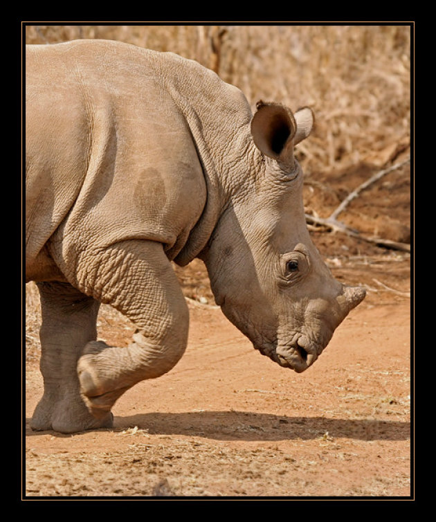 Baby-rhino