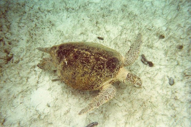 Schildpad onder water