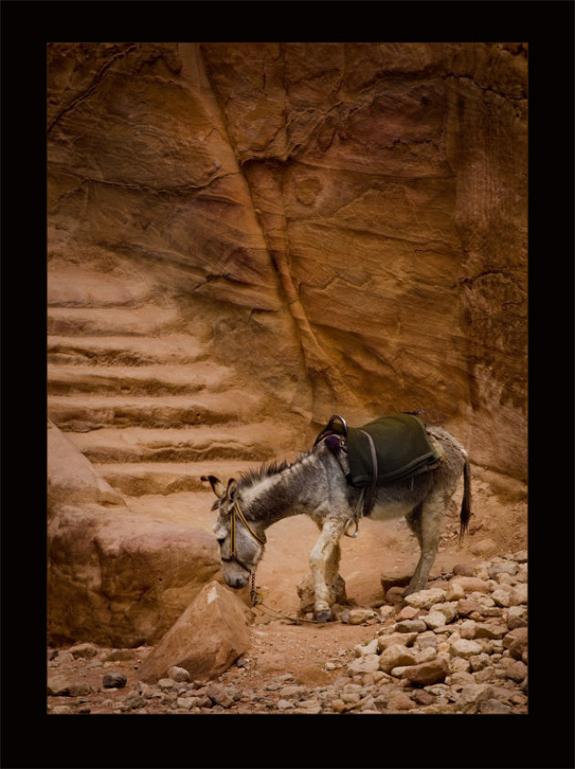 Petra's donkey