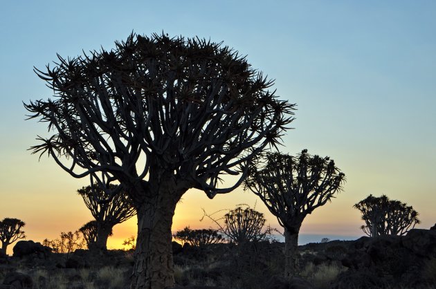 kokerbomenwoud bij zonsondergang