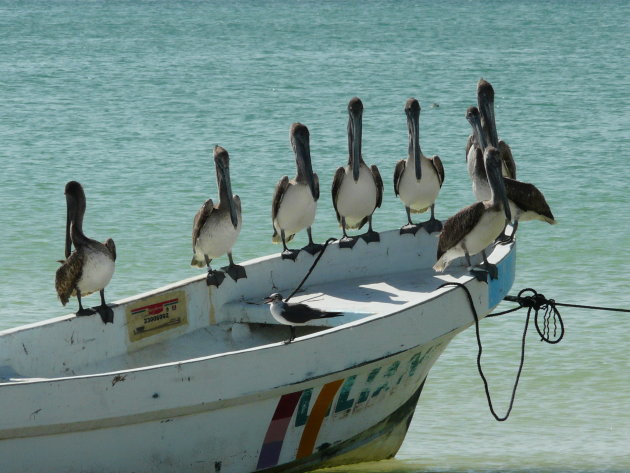 Pelikanen op Isla Holbox