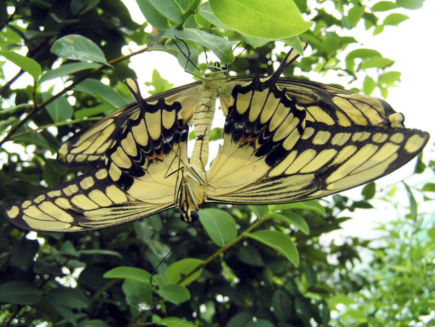 Paren - Papilio cresphontes
