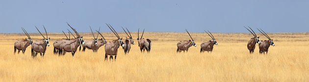 Etosha oryx
