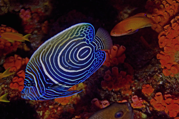 jonge emperor angelfish