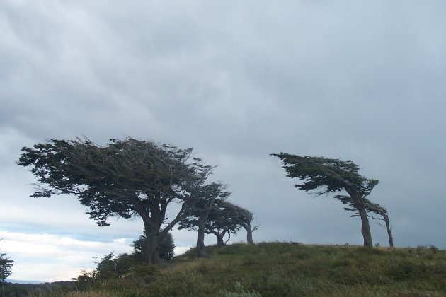Typische Patagonische boomhouding, Vuurland