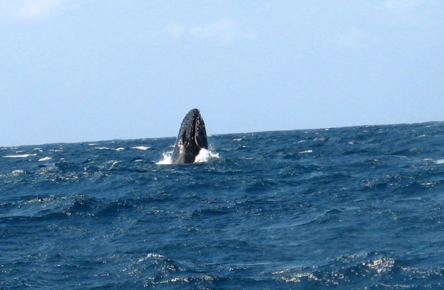 Bultrug walvissen uit het water