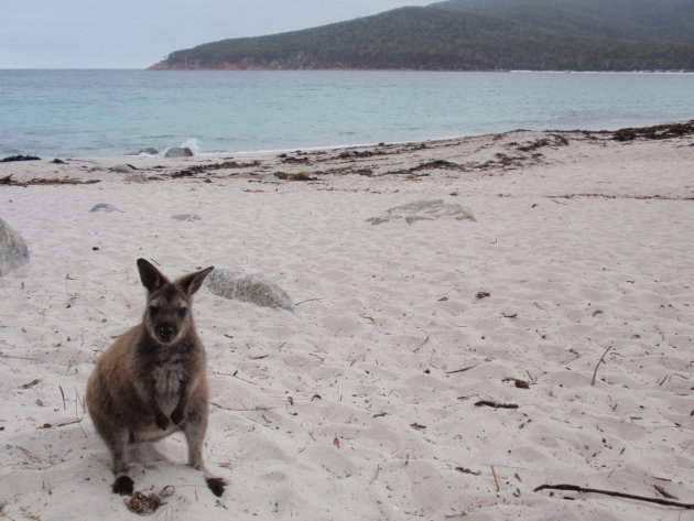Kangaroo op 't strand