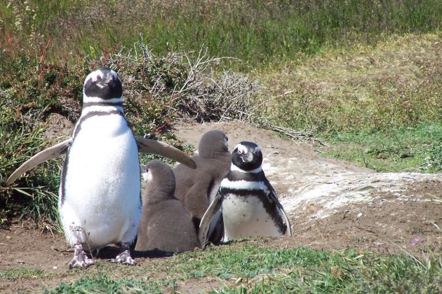 Pinguïns met jongen in Seno Otway