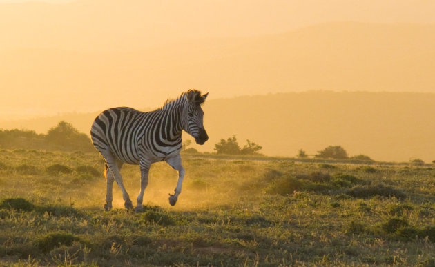 zebra sunset
