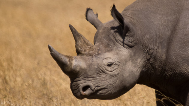 Rhino in Ngorongoro crater
