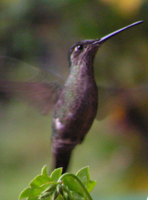 kolibri in actie