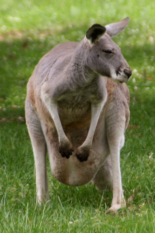 Kangeroe