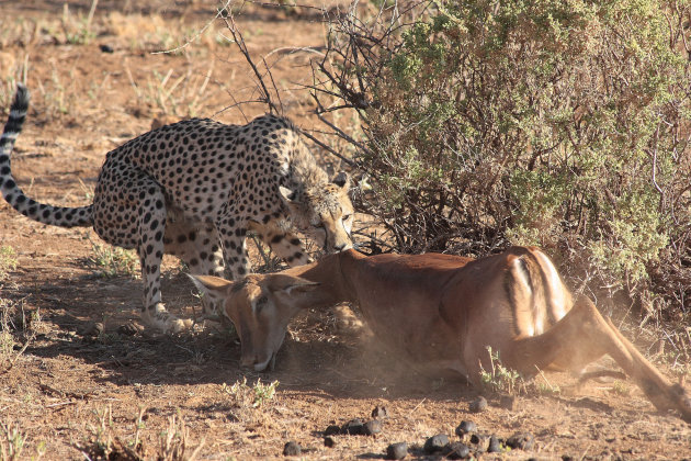 Cheeta met versgevangen prooi