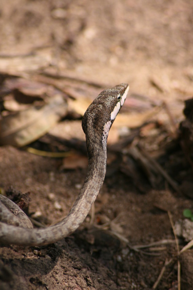 Savanna Vine snake