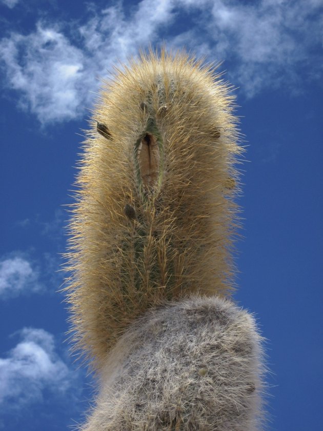Cactus, Inkawasi Island