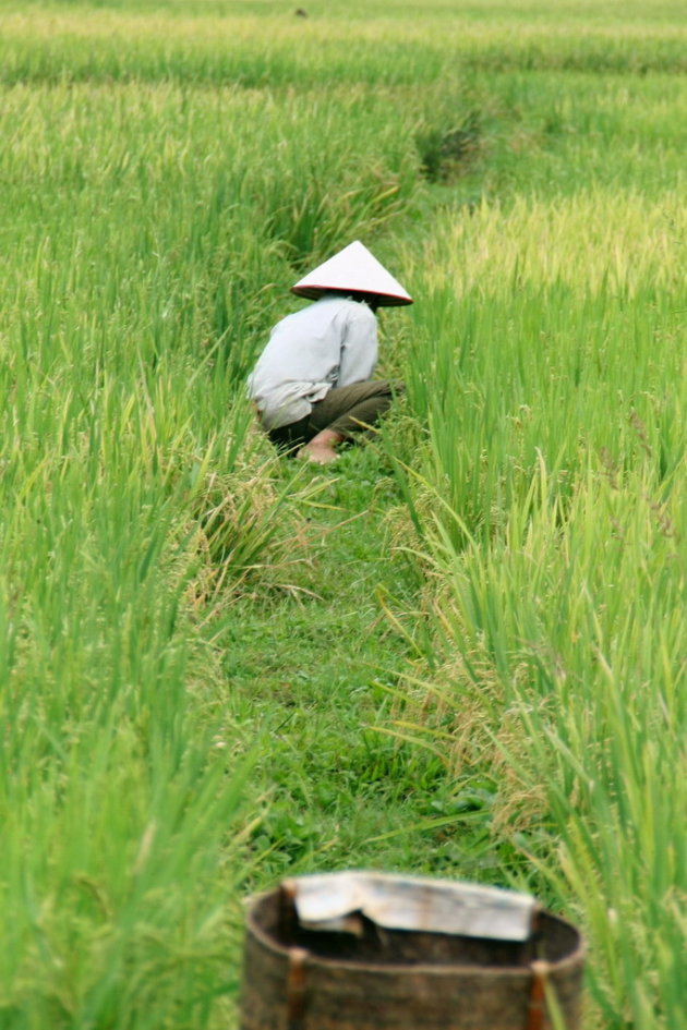 vrouw in rijstveld