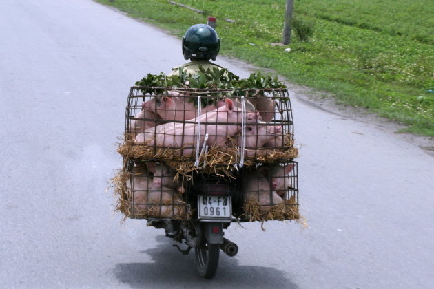 varkens vervoer