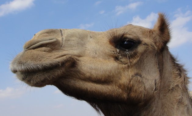 Portret van een kameel