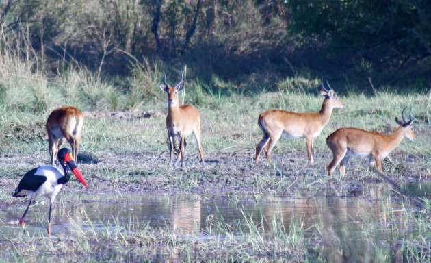  Zadelbek ooivaar en Antilopes