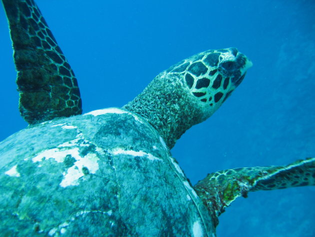 Water schildpad