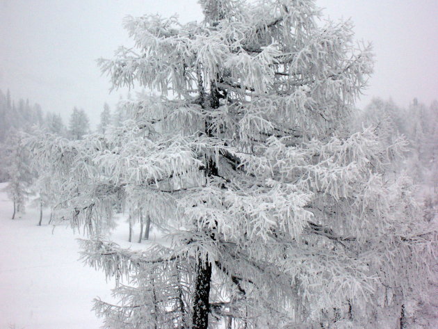 Witte Winter Wonderland