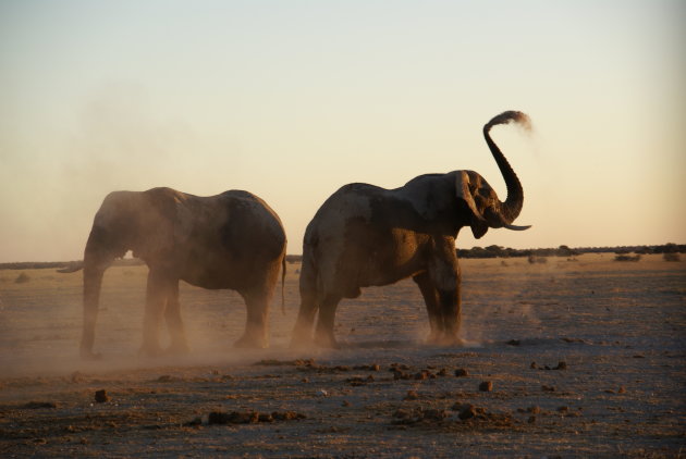 olifanten stofbad