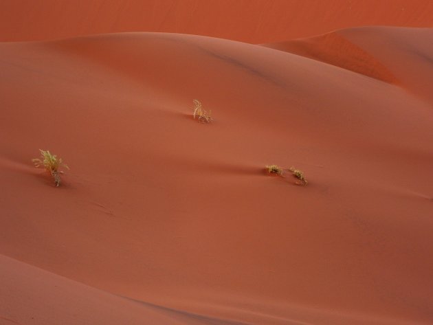 Lines in namib sands