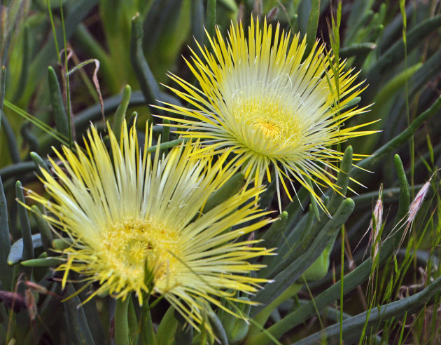 bloemen in Namaqualand