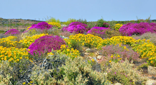 nog meer bloemen in Namaqualand