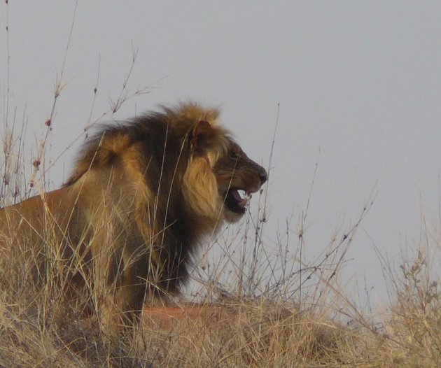 Kalahari Leeuw