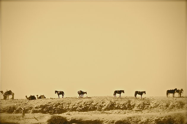 Paarden bij Sakara