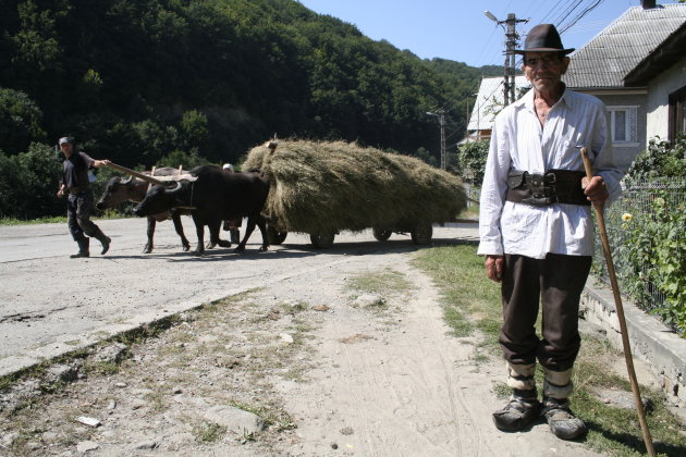 Herder uit Ilva Mica