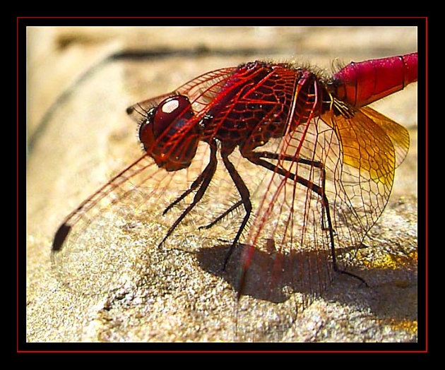 RED Dragonfly 