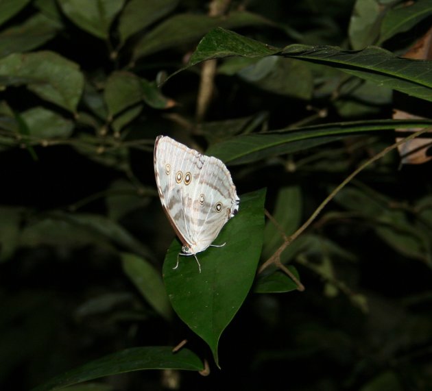 Vlinder bij nacht in Cuyabeno Jungle
