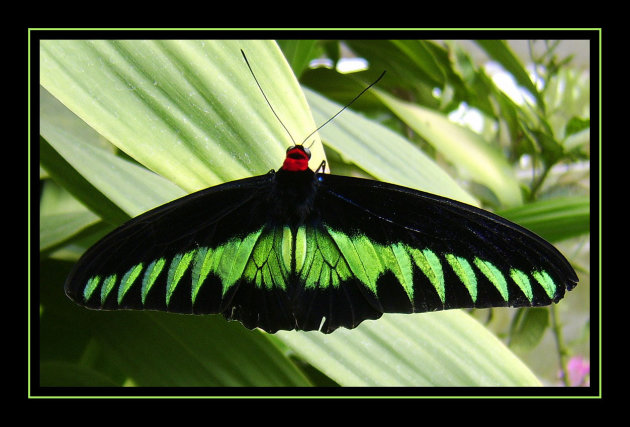 Zwart, groen en rode vlinder