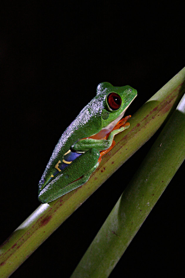 Gaudy leaf frog 2