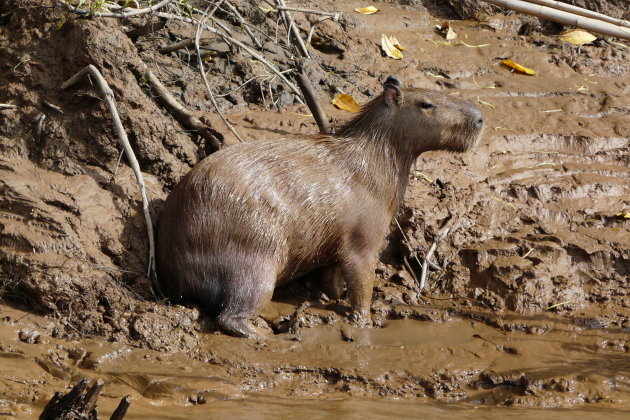 20090428 Capibara in Rio Tambopata