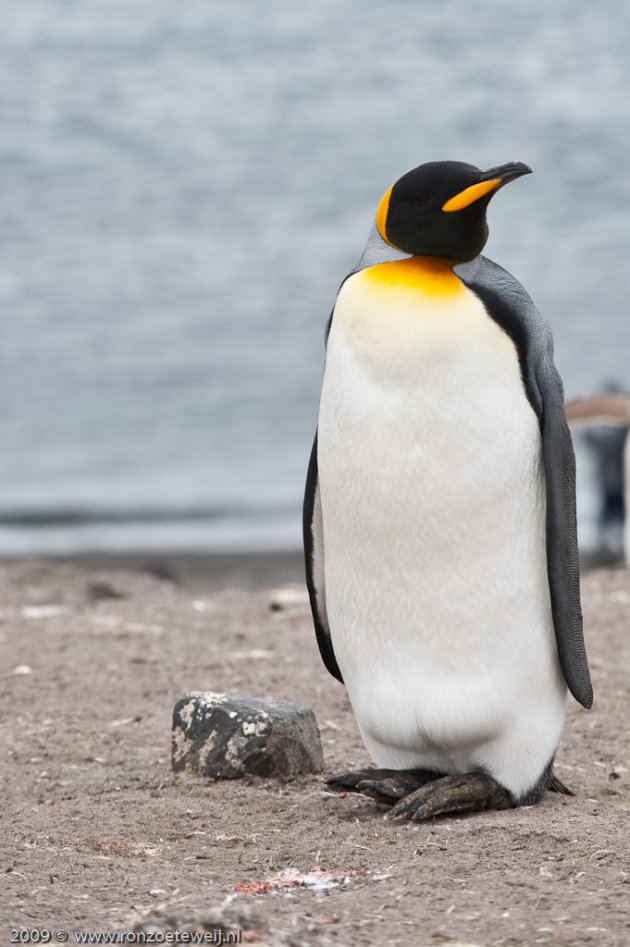 Konings pinguin