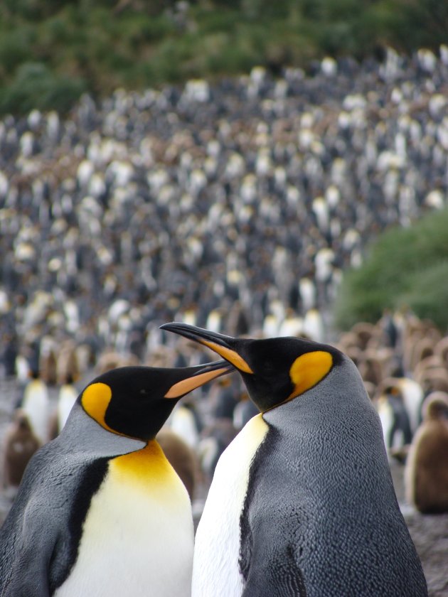 konings pinguin met een kolonie op de achtergrond