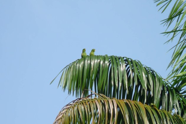 Papagaaien in palmboom