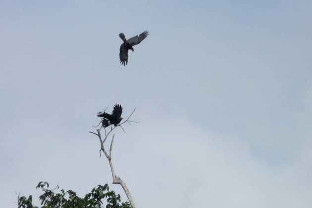Acrobatisch vogels