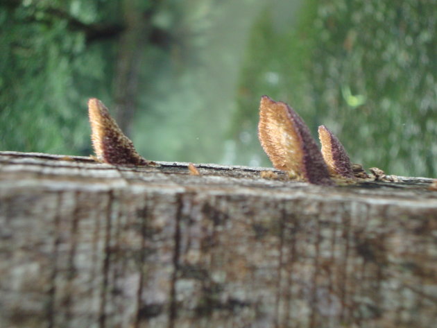 3 kleine paddestoeltjes, samen op een hek