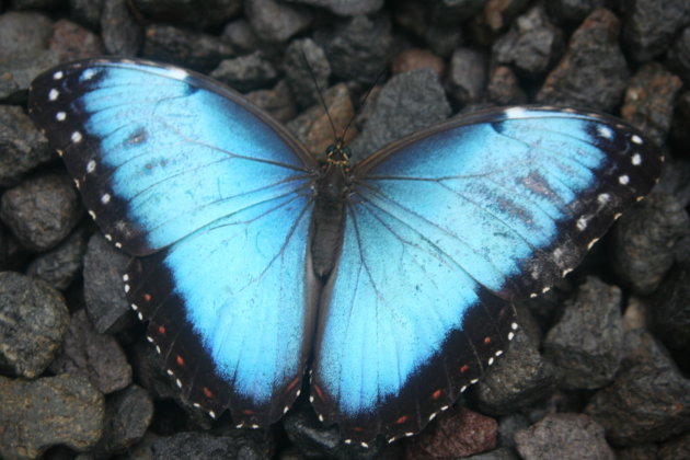 blauwe Morpho vlinder