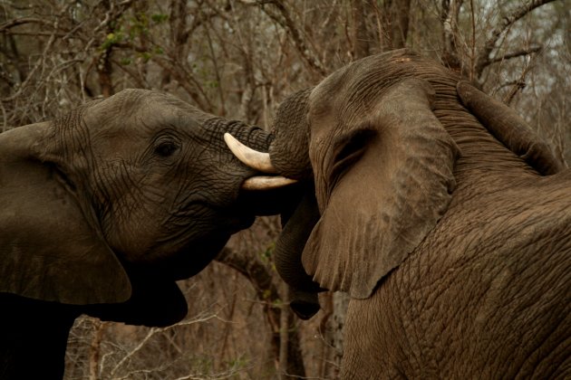 Vechtende olifanten