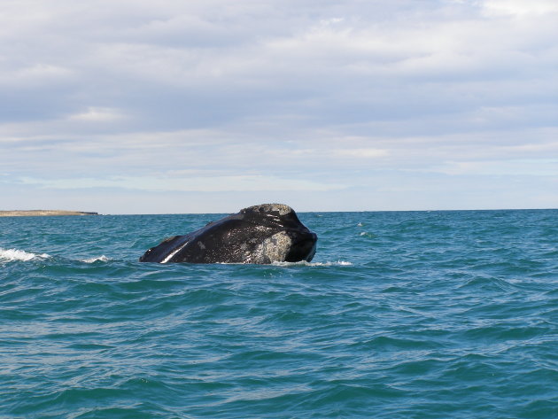Nieuwsgierige walvis