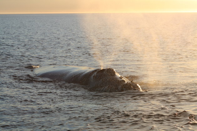 Spuitende walvis.