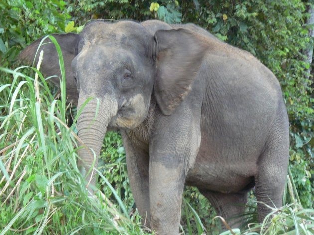 Borneo Pygmee Elephant