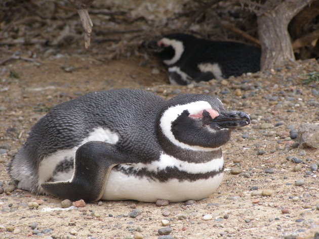 Broedende pinguin